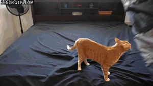 cats,help,bed,make,beds,car test