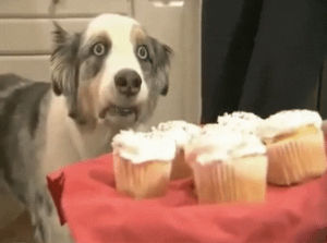 reaction,cupcake dog