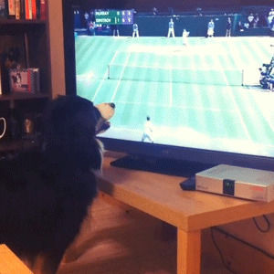 bordercollie,usopen,border collie,dog,dogs,tennis,us open,funny animals,us open 2014,smooth jazz,first take