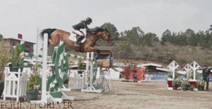 animals,horse,jumping,track,equestrian,equine,show jumping,animials,landing on ground