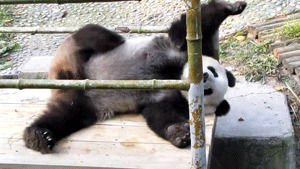panda bears,animals,animal,laughing,panda,cub,scratching,panda bear