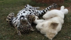 jaguar,white,lion,cub