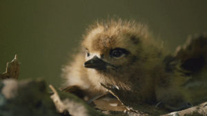 cute,content,chick,fuzzy