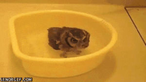animals,cute,owl,bath,splash,tiny,owls