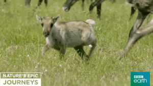 caribou,animals,nature,bbc,bbc earth,calf,natures epic journeys