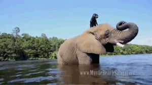 elephant,animals,dog,friends,water,jumping,swimming