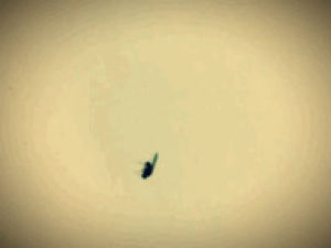 insect,animals,fly,bug,projection