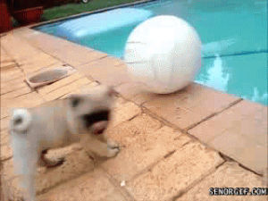 ball,pug
