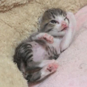 kitten,cat,cute,mako0mako0,grooming kitten