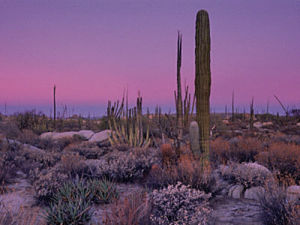 desert,bright,trippy,pink,green,color,stoned,hippie,plants,pyschedlic