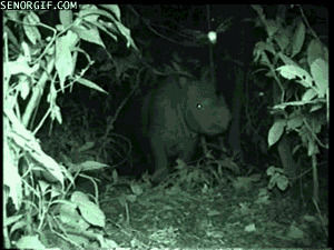 rhino,rhinoceros,animals,night,camera,critter,night time,approach