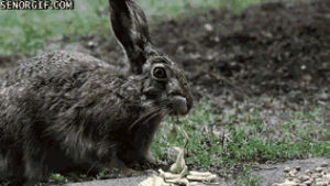 funny,animals,rabbit,chewing,rabbits,apples,sitting on ground,rabbit enjoying an apple