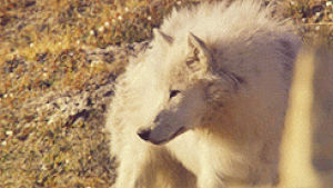 canis lupus arctos,white wolf,wolf,wolves,arctic wolf,animal,pretty,sunlight