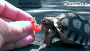 turtle,tomato,funny,cute,animals,hand,eat,tortoise