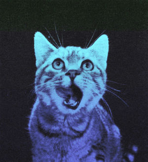 photography,party cat,grunge,cat