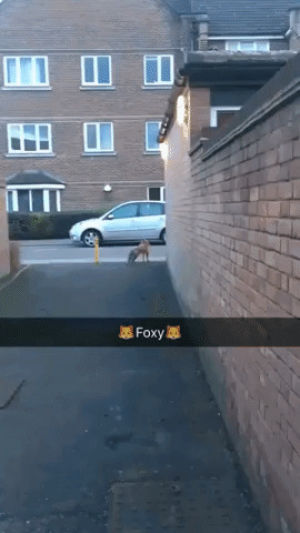 fox,foxy