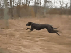 greyhound,running