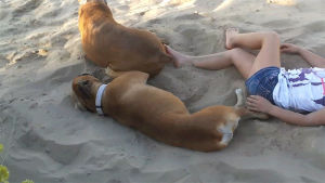 beach,dog,play