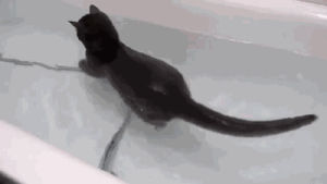 pandawhale,bathtub,black,cat,sitepandawhalecom,swimming