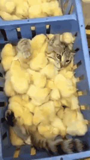 chicks,cat,sea,swimming