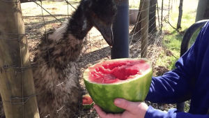 wtf,eating,watermelon,emu