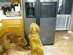 ice cubes,fridge,cute,dog,animals