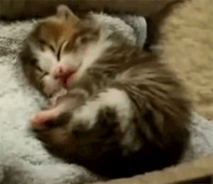kitten,kittens,p,cat,cats,pet,baby cat,baby kitten