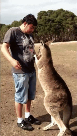 hmb,kangaroo