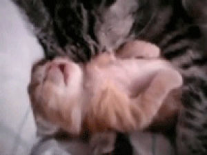 youtube,sleeping,kitten,et,dreaming,cute animal,baby,hug,sleep,cat mom hugs baby kitten,nightmare,cat,animals,cute,animals spooning