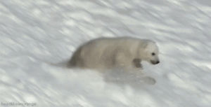 cute,animals,snow,slide,polar bear,cub