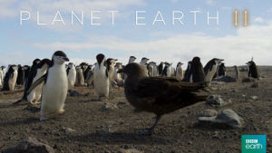 nature,fight,bird,bbc,penguin,chase,islands,planet earth 2