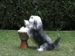 djembe,animals,drums,dogs
