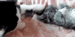 cat,kitten,sleep,petting,pat
