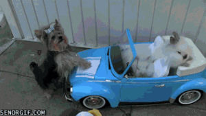 car,dog,rabbit,wash,rabbitsdogs