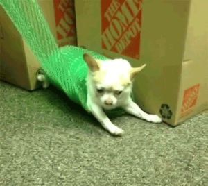 bubble wrap,spinning,dog,chihuahua