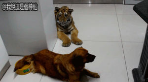 tiger,funny animals,dog,animal