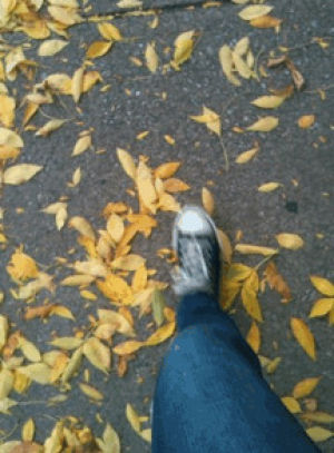 converse,leaves,fall