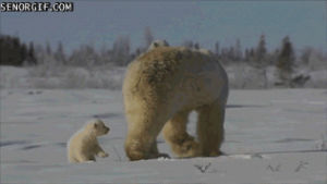 bear,mom,with,out,cub,hangs