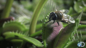 venus fly trap,plants,nature,amazing,life,discovery channel,discovery,fly,whoa,plant,natural,alive,flies,venus fly