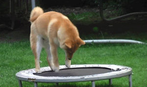 funny dog,dog,trampolines,shiba inus