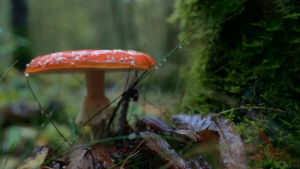 rain,autumn,cinemagraph,photography,drops,mushroom,cinemagraphs,living stills,nature,fall,leafs