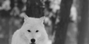 wolf,snow,black and white,dog,video,amazing,forest