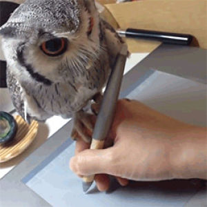 baby owl,art,animals,adorable,drawing,bird,friendship,owl,pet,pets,owls,graphics tablet