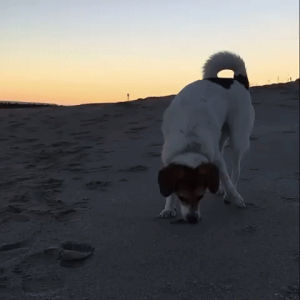 sunset,hazelst,dog,cute,beach,vine