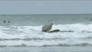 surfing sheep,water,waves,surfing,sheep