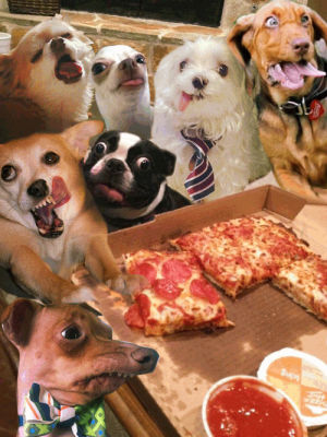cat,funny,dog,pizza,dogs,cats,i love pizza
