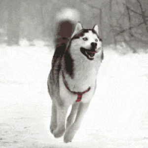 tailspin,husky,helicopter dog,snow dog,tail wag
