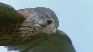 kestrel,animals,birds,wildlife,bbc 60 years in the wild
