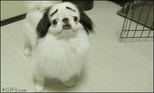 dancing dog,eyebrows,dog,crush,cute dog,twirling,dog cute,dog with sad eyebrows