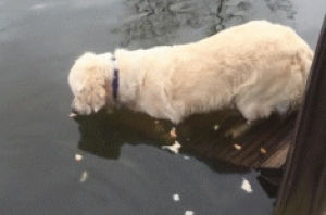 fishing,dog